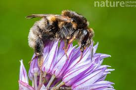 Image result for Bombus hypnorum