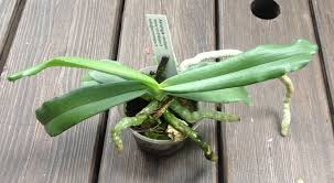 Image result for Aerangis verdickii