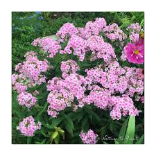 Wer bis jetzt noch nicht phloxsüchtig war. Alles Phlox Was Die Flammenblume Wirklich Braucht