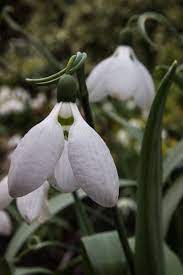 Snowdrop Heaven Photographer S Diary Alpine Garden Society Alpine Garden Meadow Garden Plants