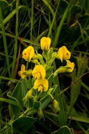 Image result for Helixanthera woodii