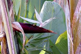 Image result for Strelitzia caudata