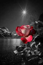 470 Black White Red Ideas Color Splash Color Splash Photography Color Pop