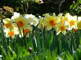 Flower Power Blindsgalore Blog Daffodil Bulbs Daffodils Flowers Nature
