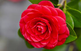 Japanese Flowers Google Search Flower Meanings Camellia Flower Rare Flowers