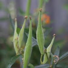 These species have become very popular over the past few years because of their unique trait of being a food source for monarch butterflies. How To Collect Grow Milkweed Seeds Asclepias Empress Of Dirt