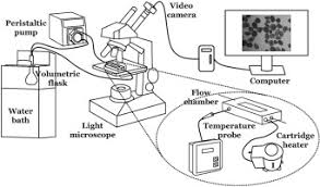 Maybe you would like to learn more about one of these? A Novel Apparatus For Time Lapse Optical Microscopy Of Gelatinisation And Digestion Of Starch Inside Plant Cells Sciencedirect