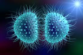 An overview of meningitis, including aetiology, clinical features, investigations and management options. Bacterial Meningitis Symptoms Causes And Treatment