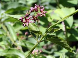 Image result for Vincetoxicum sylvaticum