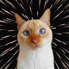 Unfortunately, cataract surgery for dogs isn't exactly cheap. How Much Does Cataract Surgery Cost For Dogs Petcoach