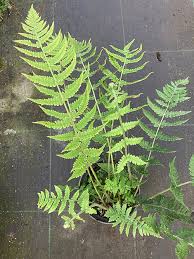 Image result for Deparia