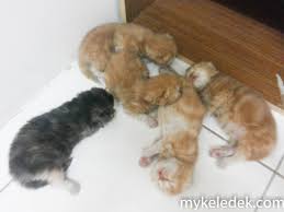 Hai guys, saksikan video anak kucing lucu lagi manja hanya di channel ini ya stay save and keep healty everyone jangan lupa. Anak Kucing Dennis Zill