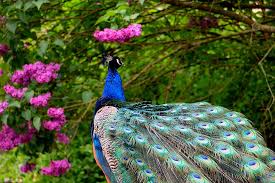 Pretty birds beautiful birds animals beautiful wonderful flowers beautiful fairies exotic birds colorful birds tropical birds bird drawings. Hd Wallpaper Nature Bird Flowers Blue Animal Beautiful Bright Color Wallpaper Flare