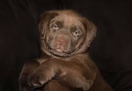 This means your chocolate lab may learn names like jasper, frankie, and shiloh quicker than names that are three syllables like dahlia or names that are just one syllable, like max. 250 Delicious Chocolate Lab Names Your Dog Advisor