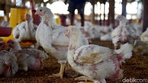 Harga Ayam Di Peternak Anjlok Bagaimana Di Pasar