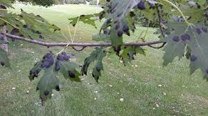 A second generation occurs later in the summer with the pupae overwintering. Does Your Maple Tree Have Blacks Spots On Its Leaves