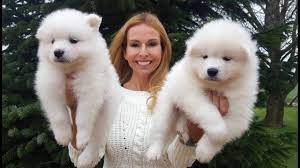 samoyed puppies best samoyed dog breed guide http bit ly 2astfzn video youtube samoyed dogs samoyed puppy samoyed