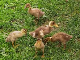 Anakan entok umur 4 minggu pakan azolla dan katul, nanti setelah umur 5 minggu bisa ditambah sisa makanan seperti nasi. Almi S Berghotel Geheimes Familienhotel In Tirol Mit Kindern