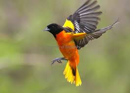 Birds That Look Like Orioles 28 Baltimore Oriole Oriole Bird Baltimore Orioles Birds Birds