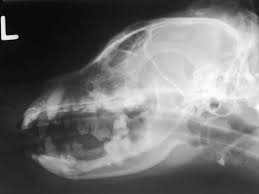 Brain tumors are hidden inside a cat's head but that doesn't mean there aren't signs that can help you spot them. Pin On For The Dogs