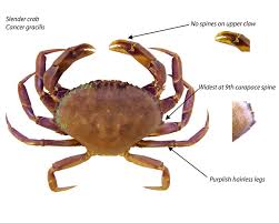 Odfw Recreational Crab Fishing Crab Id