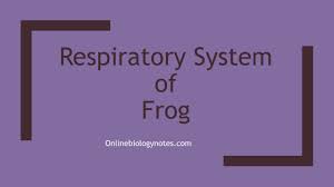 Respiratory System Of Frog Online Biology Notes