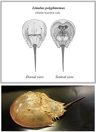 It is the opinion of many analysts and traders that the crab pattern and deep crab represent some of the quickest and most profitable patterns out of all harmonic patterns. Frontiers The Role Of Horseshoe Crabs In The Biomedical Industry And Recent Trends Impacting Species Sustainability Marine Science