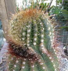The tiny seeds inside the flesh add a slightly nutty flavor to it. What S Eating Me Clues To Bug Destruction From A Tropical Succulent Point Of View Dave S Garden