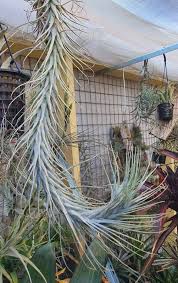 Image result for Heteromorpha