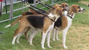 Image result for Harrier dog