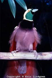 Raggiana Bird Of Paradise Papua New Guinea Male Raggiana Bird Of Paradise