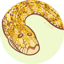 There are 5 arabian sand boa for sale on etsy. Eryx Jayakari Tumblr Posts Tumbral Com