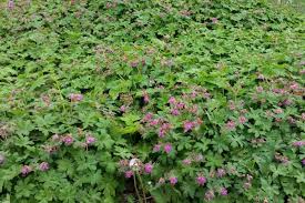 5 Inspirierende Beispiele Fur Immergrune Bodendecker Bodendecker Boden Storchschnabel