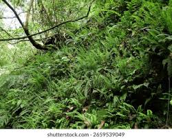 Image result for Asplenium normale