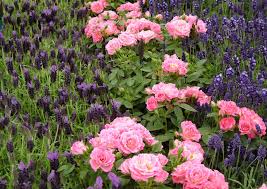 Image result for Tarenna pavettoides