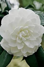 Buy White By The Gate Camellia Free Shipping 1 Gallon Size For Sale Online From Wilson Bros Gardens In 2020 Flowering Bushes Flower Beauty Beautiful Flowers