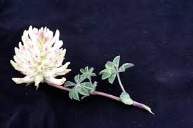 Image result for Trifolium masaiense