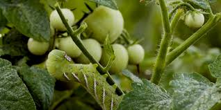 Maybe you would like to learn more about one of these? How To Stop Tomato Hornworms From Damaging Your Vegetable Plants