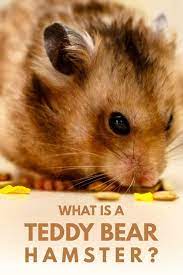 What Is A Teddy Bear Hamster? – Hamsters101.Com
