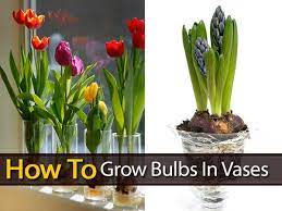 How To Grow Bulbs In Vases Growing Bulbs Bulb Flowers Plants