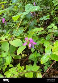 Image result for Desmodium intortum