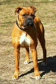 Adopt boxer dogs in colorado. Pin On Boxer