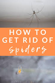 How to get rid of baby spiders in house naturally? How To Get Rid Of Spiders 17 Easy Tips That Really Work Expert Home Tips