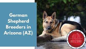 We have been breeders of german shepherds in desert hills, arizona (north phoenix) for 20 years. 31 German Shepherd Breeders In Arizona Az German Shepherd Puppies For Sale Animalfate