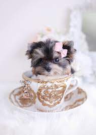 Check spelling or type a new query. Parti Teacup Yorkie Puppies Teacup Puppies Boutique