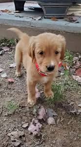 Amazing. When moose come back their home Please Join Our new group👉 Golden  Retriever association