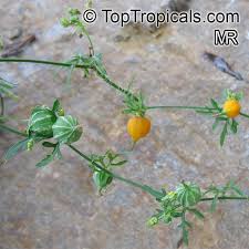 Image result for Kedrostis nana