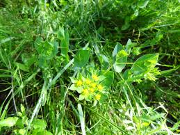 Image result for Afroligusticum