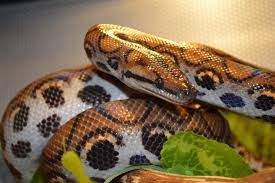See full list on reptiledirect.com Brazilian Rainbow Boa Care Setup Diet Size More