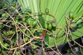 An extensive list of florida nurseries have shipped fruiting mayhaw trees can be found growing wild in the florida lowlands as a florida native plant. Pin On Florida Native Plants